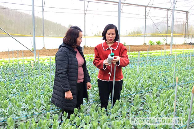 Cán bộ Trung tâm Dịch vụ nông nghiệp huyện Vân Hồ hướng dẫn người dân chăm sóc cây hoa cát tường