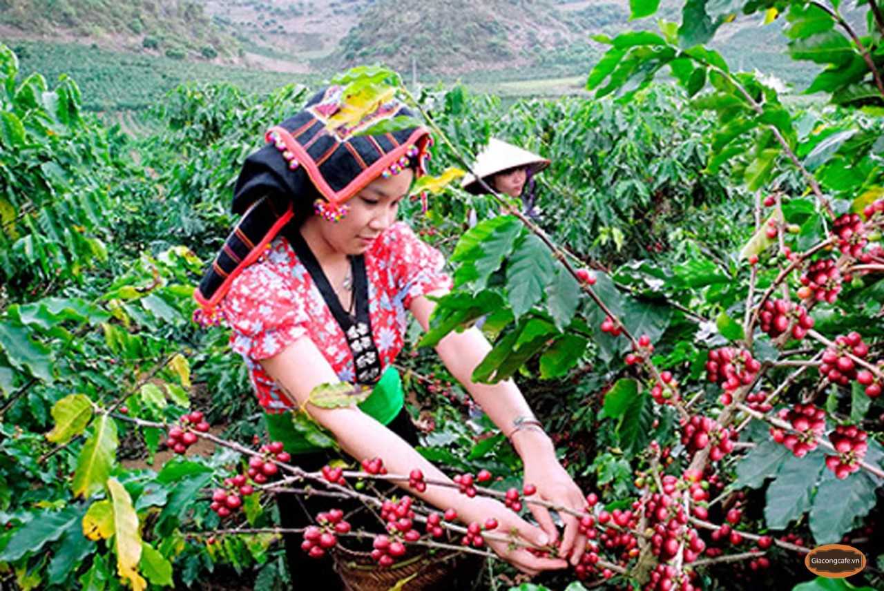 Nông dân Sơn La thu hái cà phê (Ảnh: fb)